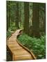 USA, Oregon, Mt. Hood National Forest. Boardwalk in forest.-Jaynes Gallery-Mounted Photographic Print