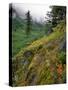 USA, Oregon, Mt Hood National Forest. Hillside Landscape in Fog-Jaynes Gallery-Stretched Canvas