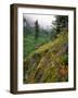 USA, Oregon, Mt Hood National Forest. Hillside Landscape in Fog-Jaynes Gallery-Framed Photographic Print
