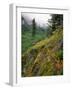 USA, Oregon, Mt Hood National Forest. Hillside Landscape in Fog-Jaynes Gallery-Framed Photographic Print