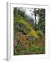 USA, Oregon, Mt. Hood NF. Hillside of Trees and Wildflowers-Steve Terrill-Framed Photographic Print