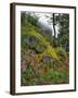 USA, Oregon, Mt. Hood NF. Hillside of Trees and Wildflowers-Steve Terrill-Framed Photographic Print