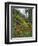 USA, Oregon, Mt. Hood NF. Hillside of Trees and Wildflowers-Steve Terrill-Framed Premium Photographic Print