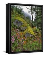 USA, Oregon, Mt. Hood NF. Hillside of Trees and Wildflowers-Steve Terrill-Framed Stretched Canvas