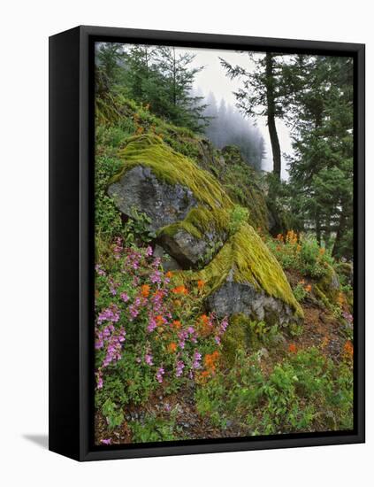 USA, Oregon, Mt. Hood NF. Hillside of Trees and Wildflowers-Steve Terrill-Framed Stretched Canvas