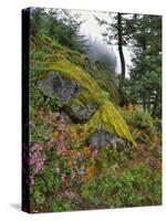 USA, Oregon, Mt. Hood NF. Hillside of Trees and Wildflowers-Steve Terrill-Stretched Canvas