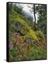 USA, Oregon, Mt. Hood NF. Hillside of Trees and Wildflowers-Steve Terrill-Framed Stretched Canvas