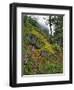 USA, Oregon, Mt. Hood NF. Hillside of Trees and Wildflowers-Steve Terrill-Framed Photographic Print