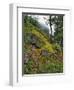 USA, Oregon, Mt. Hood NF. Hillside of Trees and Wildflowers-Steve Terrill-Framed Photographic Print