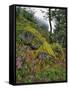 USA, Oregon, Mt. Hood NF. Hillside of Trees and Wildflowers-Steve Terrill-Framed Stretched Canvas