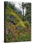 USA, Oregon, Mt. Hood NF. Hillside of Trees and Wildflowers-Steve Terrill-Stretched Canvas