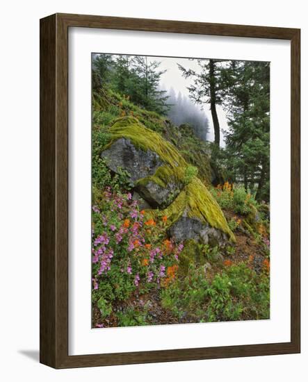 USA, Oregon, Mt. Hood NF. Hillside of Trees and Wildflowers-Steve Terrill-Framed Photographic Print