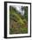 USA, Oregon, Mt. Hood NF. Hillside of Trees and Wildflowers-Steve Terrill-Framed Photographic Print