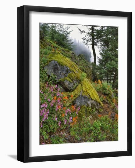 USA, Oregon, Mt. Hood NF. Hillside of Trees and Wildflowers-Steve Terrill-Framed Photographic Print