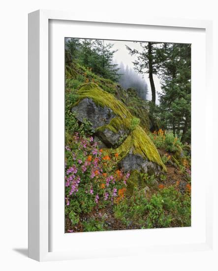 USA, Oregon, Mt. Hood NF. Hillside of Trees and Wildflowers-Steve Terrill-Framed Photographic Print