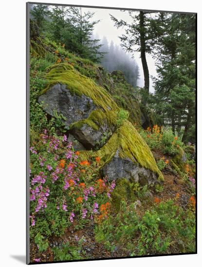 USA, Oregon, Mt. Hood NF. Hillside of Trees and Wildflowers-Steve Terrill-Mounted Photographic Print