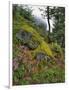 USA, Oregon, Mt. Hood NF. Hillside of Trees and Wildflowers-Steve Terrill-Framed Photographic Print