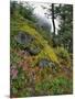 USA, Oregon, Mt. Hood NF. Hillside of Trees and Wildflowers-Steve Terrill-Mounted Photographic Print