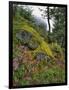 USA, Oregon, Mt. Hood NF. Hillside of Trees and Wildflowers-Steve Terrill-Framed Photographic Print