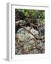 USA, Oregon, Mt. Hood NF. Manzanita Plant on Bed of Moss-Steve Terrill-Framed Photographic Print