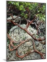 USA, Oregon, Mt. Hood NF. Manzanita Plant on Bed of Moss-Steve Terrill-Mounted Photographic Print
