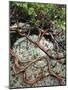 USA, Oregon, Mt. Hood NF. Manzanita Plant on Bed of Moss-Steve Terrill-Mounted Photographic Print