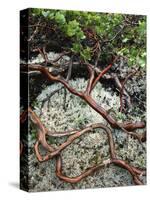 USA, Oregon, Mt. Hood NF. Manzanita Plant on Bed of Moss-Steve Terrill-Stretched Canvas