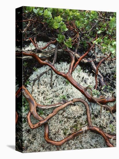 USA, Oregon, Mt. Hood NF. Manzanita Plant on Bed of Moss-Steve Terrill-Stretched Canvas