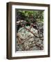 USA, Oregon, Mt. Hood NF. Manzanita Plant on Bed of Moss-Steve Terrill-Framed Photographic Print