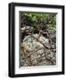 USA, Oregon, Mt. Hood NF. Manzanita Plant on Bed of Moss-Steve Terrill-Framed Photographic Print