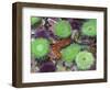 USA, Oregon, Newport. Green sea anemones and orange sea slug in tide pool exhibit.-Jaynes Gallery-Framed Photographic Print