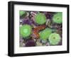 USA, Oregon, Newport. Green sea anemones and orange sea slug in tide pool exhibit.-Jaynes Gallery-Framed Photographic Print