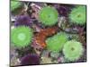 USA, Oregon, Newport. Green sea anemones and orange sea slug in tide pool exhibit.-Jaynes Gallery-Mounted Photographic Print