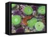 USA, Oregon, Newport. Green sea anemones and orange sea slug in tide pool exhibit.-Jaynes Gallery-Framed Stretched Canvas