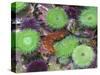 USA, Oregon, Newport. Green sea anemones and orange sea slug in tide pool exhibit.-Jaynes Gallery-Stretched Canvas