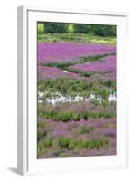 USA, Oregon, Oaks Bottom. Purple Loosestrife Flowers in Marsh-Steve Terrill-Framed Photographic Print