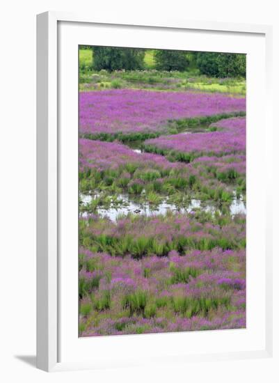 USA, Oregon, Oaks Bottom. Purple Loosestrife Flowers in Marsh-Steve Terrill-Framed Photographic Print