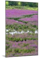 USA, Oregon, Oaks Bottom. Purple Loosestrife Flowers in Marsh-Steve Terrill-Mounted Photographic Print