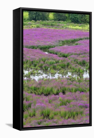 USA, Oregon, Oaks Bottom. Purple Loosestrife Flowers in Marsh-Steve Terrill-Framed Stretched Canvas