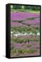 USA, Oregon, Oaks Bottom. Purple Loosestrife Flowers in Marsh-Steve Terrill-Framed Stretched Canvas