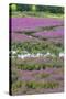 USA, Oregon, Oaks Bottom. Purple Loosestrife Flowers in Marsh-Steve Terrill-Stretched Canvas