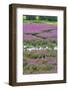 USA, Oregon, Oaks Bottom. Purple Loosestrife Flowers in Marsh-Steve Terrill-Framed Photographic Print