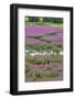 USA, Oregon, Oaks Bottom. Purple Loosestrife Flowers in Marsh-Steve Terrill-Framed Photographic Print