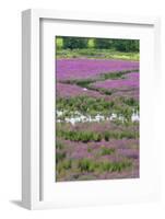 USA, Oregon, Oaks Bottom. Purple Loosestrife Flowers in Marsh-Steve Terrill-Framed Photographic Print