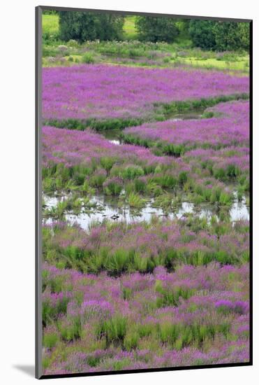 USA, Oregon, Oaks Bottom. Purple Loosestrife Flowers in Marsh-Steve Terrill-Mounted Photographic Print