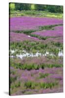 USA, Oregon, Oaks Bottom. Purple Loosestrife Flowers in Marsh-Steve Terrill-Stretched Canvas