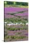 USA, Oregon, Oaks Bottom. Purple Loosestrife Flowers in Marsh-Steve Terrill-Stretched Canvas