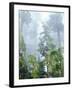 USA, Oregon, Old-Growth Douglas Fir Tree in the Rainforest-Jaynes Gallery-Framed Photographic Print