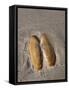 USA, Oregon, Oswald West State Park, Mussel shell and beach sand.-John Barger-Framed Stretched Canvas