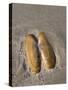 USA, Oregon, Oswald West State Park, Mussel shell and beach sand.-John Barger-Stretched Canvas